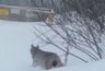 Миниатюра новости: В Кирово-Чепецке бесстрашная рысь попала в объектив видеокамеры