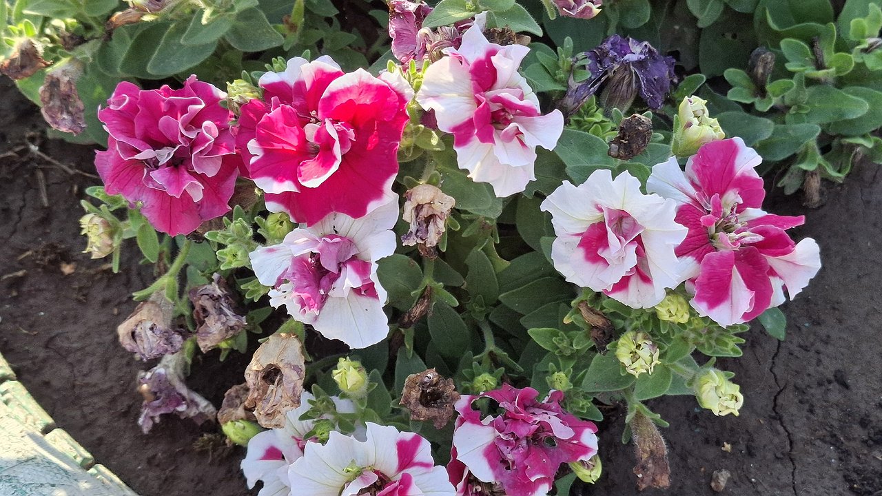 Главная картинка новости: «Надругательство» над петунией: садоводы объяснили, какую ошибку совершают 99% людей в начале сезона