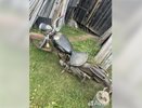 В Кирове продают раритетный мотоцикл Москва М1А