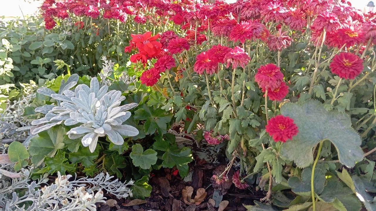 Главная картинка новости: Этот чудесный многолетник цветет без перерыва, а аромат стоит в округе на 2 км: будете любоваться до самых холодов