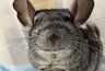 В Кирове произошел уникальный случай спасения шиншиллы
