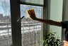 Не тратьтесь на химию: 1 домашний спрей делает окна прозрачными за 5 минут без разводов - делаю его каждый год