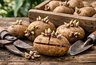 Проращивание картофеля перед посадкой: как увеличить урожай до 2 раз простым способом - делюсь личным опытом