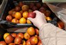 В Киров приехала партия египетских апельсинов с опасными вредителями