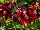 Посадите этот цветок в апреле - и уже в июне клумба заиграет рубиновыми россыпями, будто драгоценности на зелени