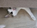 Мордочка с характером: кот Тот - не любил людей, но выбрал меня