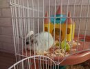 В Кирове морская свинка укусила хозяйку и едва не обрекла ее на штраф