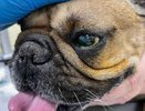 В Кирове спасли бульдога с язвой глаза