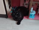 Мордочка с характером: кот Чернуля стучится в дверь, когда ему надо попасть домой
