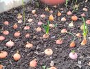 Лук посадил — и забыл, осенью головки размером с кулак. Старый дедовский метод, который работает
