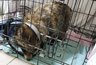 В Кирове спасают енотовидную собаку с истощением и переохлаждением