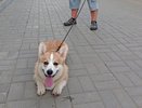 Кормите собаку «со стола»? Ветеринар назвал 8 «лакомств», после которых питомец попадает в реанимацию