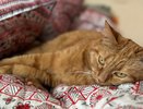 Если кошка спит на вас — это знак. Расшифровываем, какой именно: любовь, лечение или манипуляция