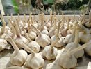 Чеснок не желтеет, не сохнет и не гниет: что я лью под корень весной — секретная формула агрономов