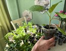 Рассада толстеет на глазах: 1 «листочек» на банку воды — и подкормка готова: корни мощные, стебли как канат