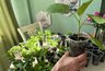 Рассада толстеет на глазах: 1 «листочек» на банку воды — и подкормка готова: корни мощные, стебли как канат
