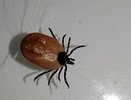 Как атакуют клещи: зная это, вы можете избежать укуса - простая памятка на весь тёплый сезон