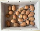 «Перевернутая» картошка: белорусский дедовский метод, который удваивает урожай (сосед не поверил, пока не попробовал