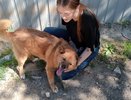 Почему собака привязана только к одному человеку: ответ — в древних инстинктах, а не в мисках с едой