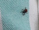 В Кирове составили карту самых опасных клещевых мест