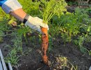 Посеял морковь, а она не взошла и через три недели. 4 причины, которые я искал годами