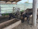 Появление трёх оленят на ферме в Малмыжском районе стало причиной переноса открытия сезона