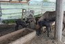 Появление трёх оленят на ферме в Малмыжском районе стало причиной переноса открытия сезона