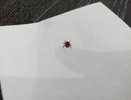 Почему клеща нельзя мазать маслом и прижигать? Врачи объяснили, чем это опасно, и назвали 3 безопасных способа