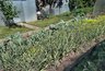 Соседка сначала смеялась, потом умоляла поделиться секретом: эта дешёвая подкормка заставила мой чеснок вырасти гигантским