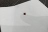 Клещи кусают как бешеные в эти 6 часов: утреннее и вечернее окно — когда риск максимален