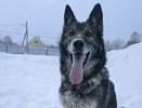 В Кирове Джигану ищут новых хозяев