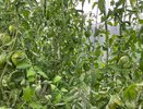 Вершинная гниль и фитофтора отступят: 3 добавки в лунку, которые защитят томаты на весь сезон