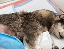 В Кирове спасли сбитого поездом пса с раздробленной лапой