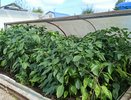 Рассада перца вытягивается и бледнеет? 3 главных параметра, которые спасут урожай