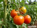 Май без подкормки — потерянный урожай. Делюсь рецептом, который работает 30 лет