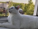 Жары не будет: синоптики сделали прогноз на начало июня в Кирове