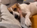 Кировчан могут заставить получать паспорта для домашних животных