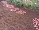 Почему я больше не сажаю целую картошку: разрезаю каждую — и куст выдает до 15 крупных клубней