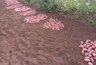 Почему я больше не сажаю целую картошку: разрезаю каждую — и куст выдает до 15 крупных клубней