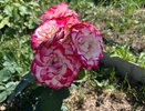 Королева роз не терпит пионов: 6 цветочных пар, которые нельзя сажать рядом — иначе урожая бутонов не видать