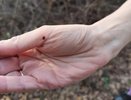 В Кировской области 80% пациентов приносят клещей из этих мест