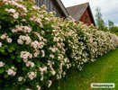 Восемь кустарников, которые скроют участок от чужих глаз быстрее, чем стройка забора
