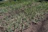 Поливаю грядки этой болтушкой 5 дней — и лук вырастает плотным, а чеснок острым и твёрдым
