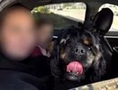 В Кирове ищут сбившую щенка женщину на иномарке