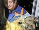 Ее семья погибла при атаке БПЛА: в Рязани спасли собаку из-под завалов
