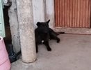 В Кирове собака вцепилась в лицо школьнику 8 лет