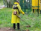 На заросших газонах Киров заработал 600 тысяч рублей