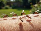Комары за версту будут облетать ваш дачный участок: ловушка за 0 рублей из мусора — улепетывают целыми полчищами