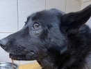 В Кирове гадюка укусила домашнюю собаку в морду