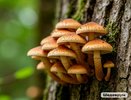 Опята в лесу — это не подарок судьбы, а сигнал беды: подробно объясняю, что с ними не так